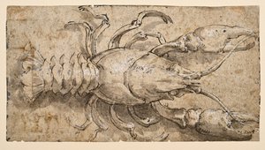 Gambero (recto) da Parmigianino