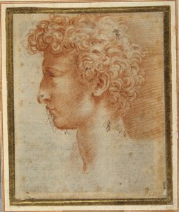 Profilo di un giovane da Parmigianino