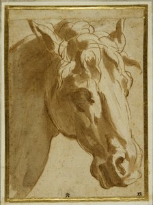 La testa e il collo di un cavallo da Parmigianino