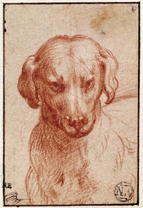 Testa di Cane da Parmigianino