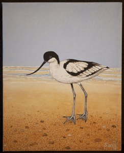 Avocetta, 2016 da Pat Scott