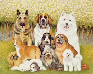 Cani a maggio