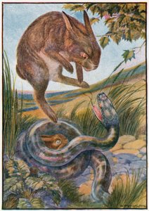 Mentre saltava colpì il serpente con i suoi forti artigli posteriori da Patten Wilson