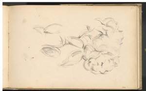 Peonie