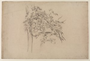 Studio di un albero, c.1885-87 (grafite su carta) da Paul Cézanne