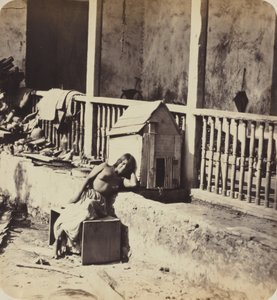 Cane di Garvel (Martinica), anni 1870 (foto)