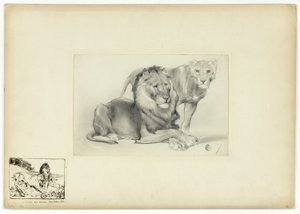 Leone e Leonessa da Paul Friedrich Meyerheim