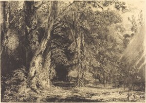 Inondazione nella foresta dell