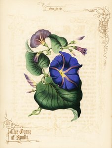 Fiori e fogliame di gloria mattutina