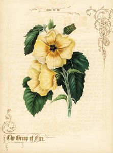 Fiori e fogliame di ibisco giallo