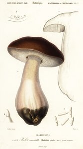 Porcino, Boletus edulis (incisione) da Paul Louis Oudart