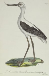 Avocetta dalla testa bianca, inizio XIX secolo da Paul Louis Oudart