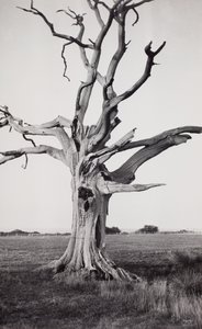 Albero morto, Romney Marsh da Paul Nash