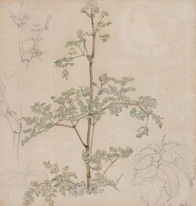 Studio di cerfoglio selvatico da Paul Sandby