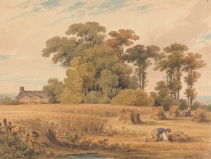 Un campo di grano