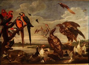 Varietà di uccelli da Paul De Vos