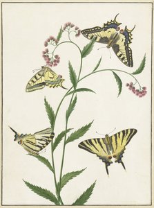 Quattro farfalle su fiori da Paulus Knogh