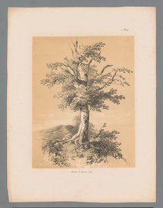 Albero da Paulus Lauters
