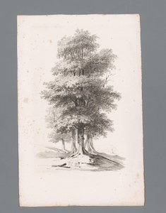 Gruppo con cinque alberi da Paulus Lauters