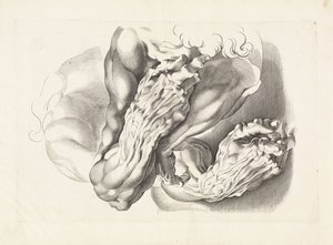 Studi anatomici di braccia da Paulus Pontius
