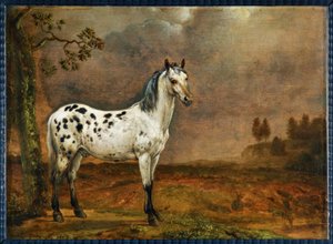 Il cavallo pezzato