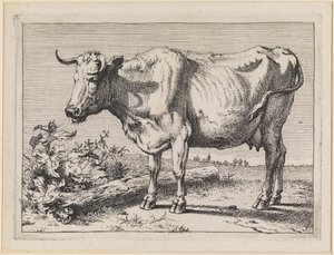 Mucca con corno ritorto da Paulus Potter