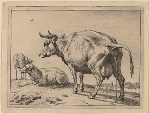 Mucca che urina