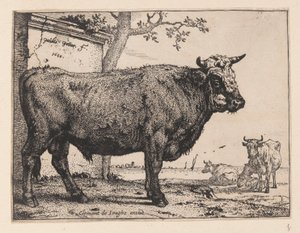 Il toro, da vari buoi e mucche da Paulus Potter