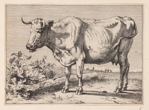 La mucca con il corno stropicciato, da Vari buoi e mucche da Paulus Potter