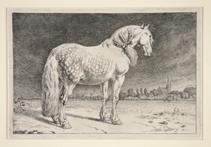 Il cavallo frisone da Paulus Potter