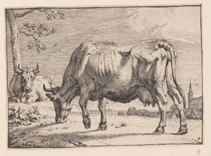 La mucca al pascolo, da Vari buoi e mucche da Paulus Potter
