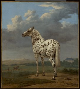 Il cavallo "piebaldino da Paulus Potter