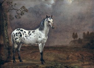 Il cavallo pezzato da Paulus Potter