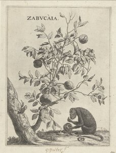 Albero di Zabucai e una scimmia da Paulus Potter