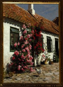 Rose rampicanti alla fattoria
