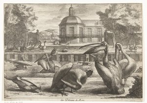 Pellicani da Peeter Boel (attributed to)