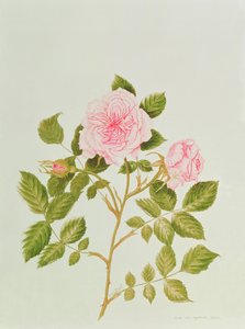 Rosa var: Gertrude Jekyll (acquerello) da Peggy Wyatt