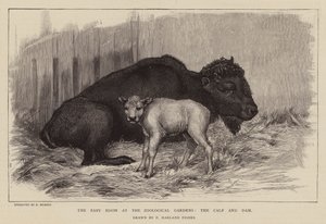 Bisonte e vitello allo Zoo di Londra (incisione)