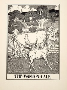 Il Vitello Libertino, da Cento Favole di Esopo, pub.1903 da Percy J. Billingshurst