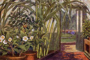 Canna da zucchero, pianta del tè e pianta del caffè