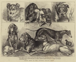 Cani premiati alla mostra del Crystal Palace