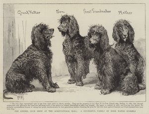 La mostra del Kennel Club all