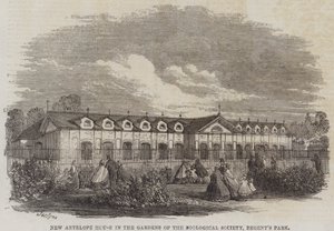 Nuova casa degli antilopi nei giardini della Zoological Society, Regent