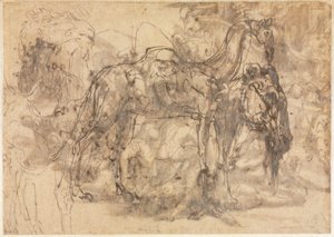 Schizzi di animali, verso, c. 1545-1547