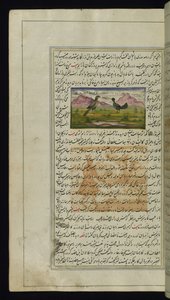 Un falco e una gallina da Luci di Canopo da Persian School