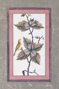 Studio di uccelli e fiori