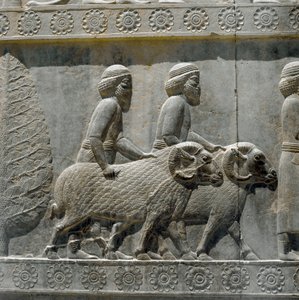 I Sogdiani portano doni a Dario I. Rilievi della scala orientale dell