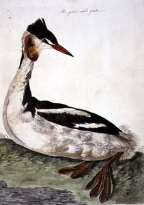 Il grande svasso crestato (Podiceps cristatus), tavola da 