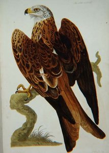Il nibbio (Milvus milvus) o Glead, tavola da 