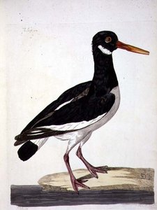 Il Beccacciaio o Ostricaro, tavola da 